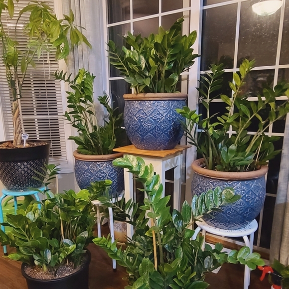 10 to 13 inch potted ZZ plants 🪴 - Picture 3 of 4